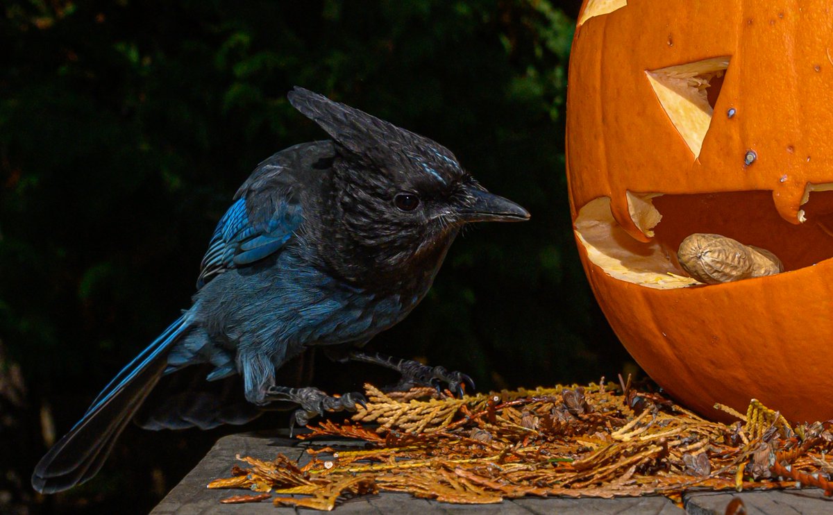 MarksGonePublic's tweet photo. Setup a Pumpkin Bird feeder for dozen Steller jays. I am just getting over a head cold and find this more fun to watch than TV.
#Photography #longcrestedjay #mountainjay #pinejay #Whistler #pumpkin #Stellerjay https://t.co/V5INkF35MW