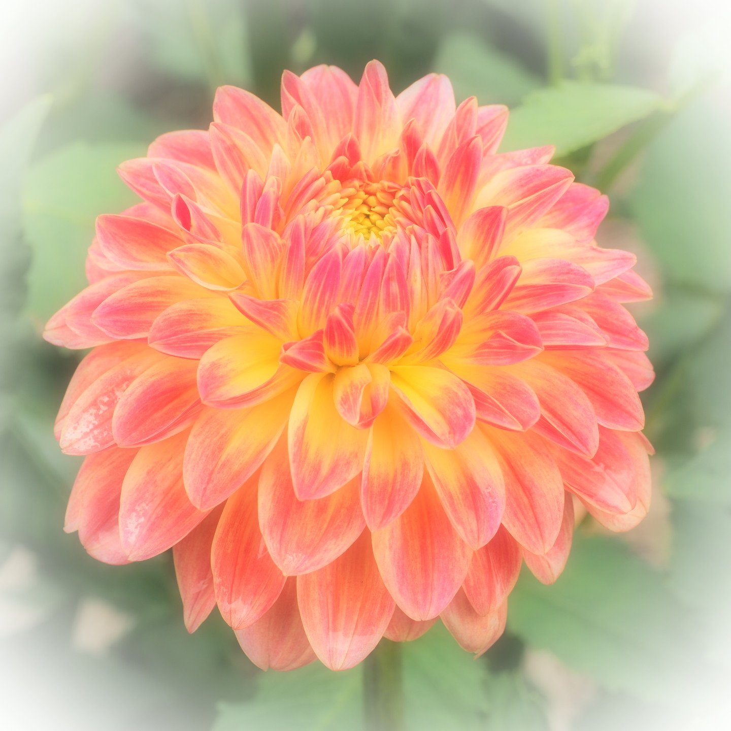 Schinn Kassa 写真散歩 花紀行 19 07 23 町田ダリア園 ダリア 母の子守唄 Olympus Pen F M Zuiko Digital Ed 30mm F3 5 Macro T Co N6xqtxlxmg Twitter