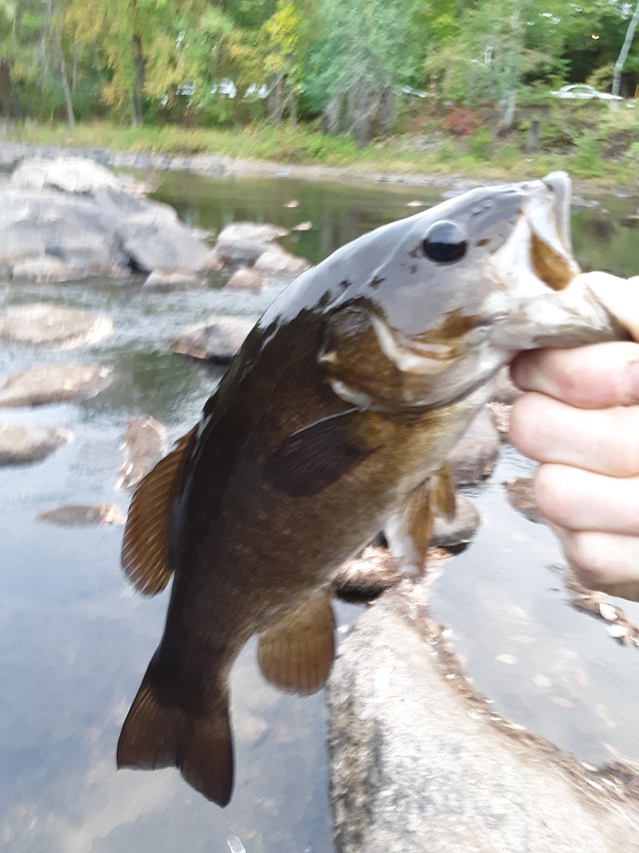 GammonChuck's tweet image. Few I landed over the past couple days! Haven't been out👎