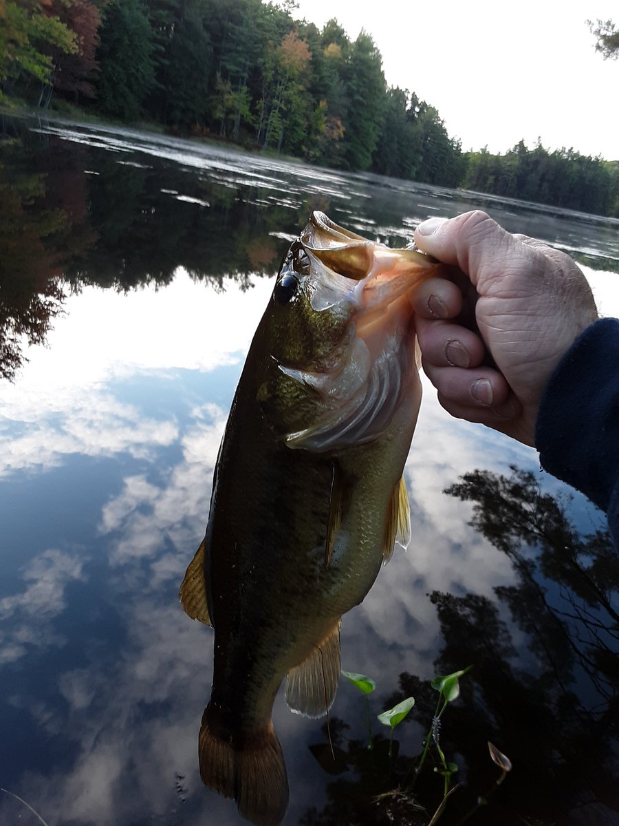 GammonChuck's tweet image. Few I landed over the past couple days! Haven't been out👎