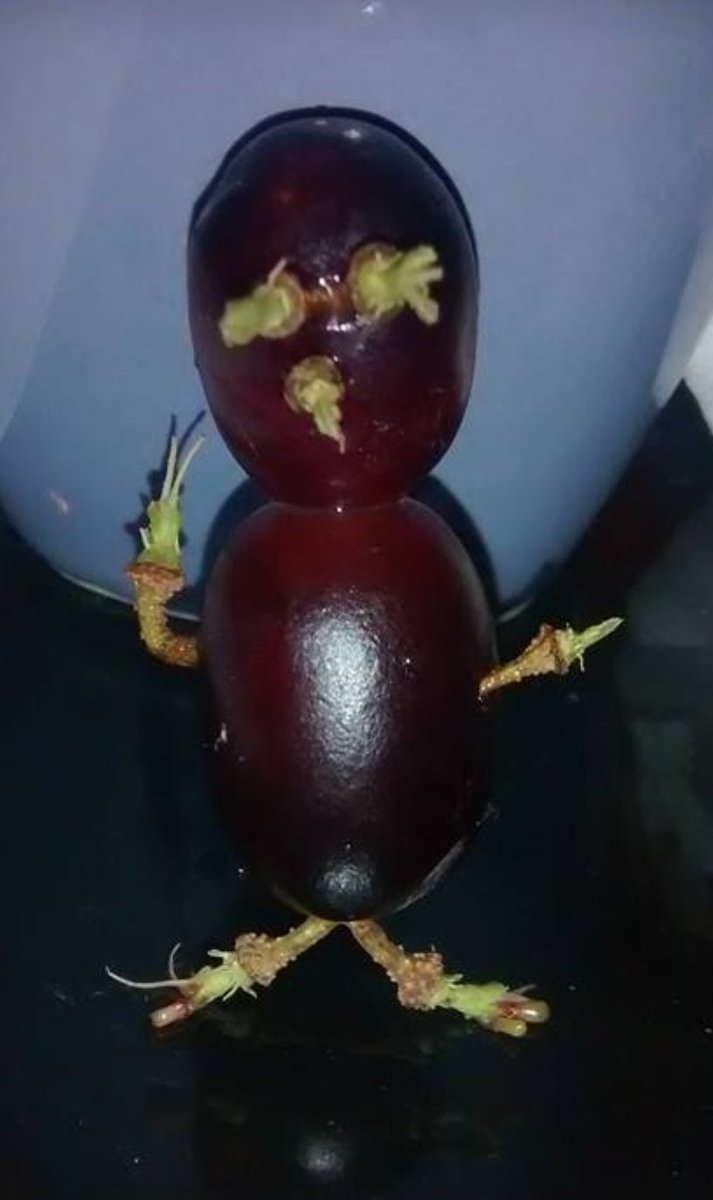 marinasoltan_'s tweet photo. . #innovation in daily life. Greetings from #grapeman @DrTonyYoung https://t.co/SM07LBNCTN