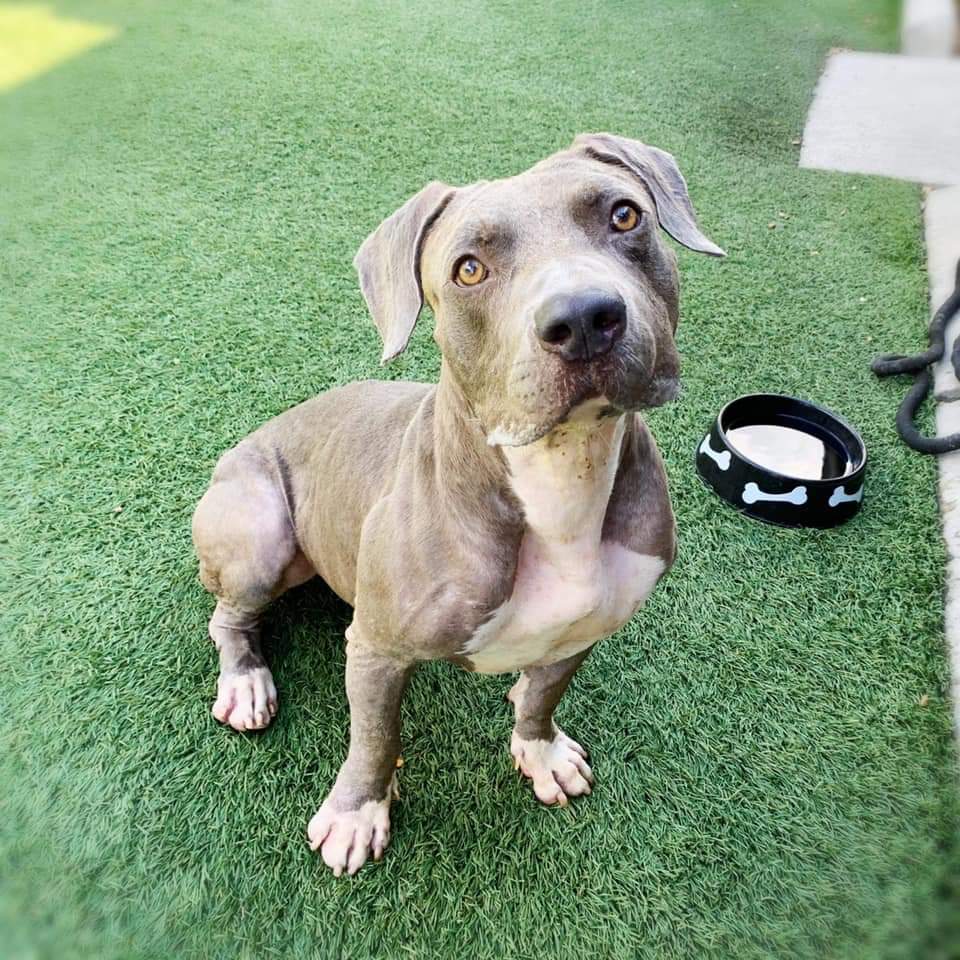 Orlando-Urgent Dogs tweet media