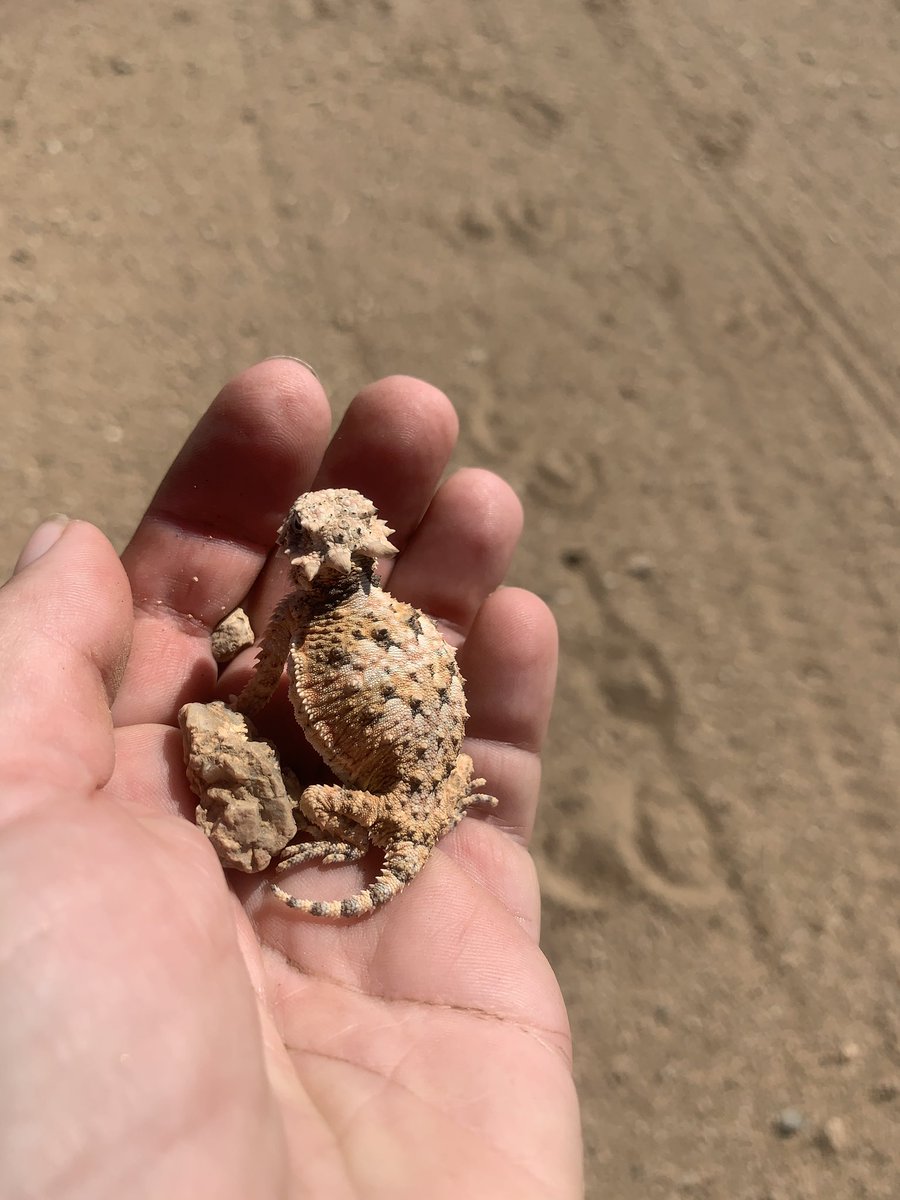 tneventing's tweet photo. Saved this cute little guy when he kept running to the horses hooves! #newfriend #hornytoadlizard #dontgetsteppedon #gooddeedfortheday #canikeephim #desertlife https://t.co/DLBVHy43cq