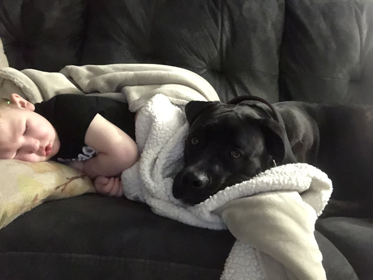 Hooligan_Chad's tweet image. Always watching and never far from her boy. #canecorso #puppylove