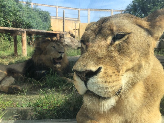 東武動物公園 公式 リュウくんさん の 19年10月 のツイート一覧 1 Whotwi グラフィカルtwitter分析