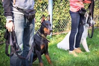 DobermanPlanet's tweet photo. It's finally here! A complete reference for all Doberman owners on the absolute best techniques for teaching Dobies all the most common obedience commands and behaviors!
#dobermantraining #doberman #dobermanpinscher #dobie https://t.co/QyQem5rOwb https://t.co/uOt3JtDfvg