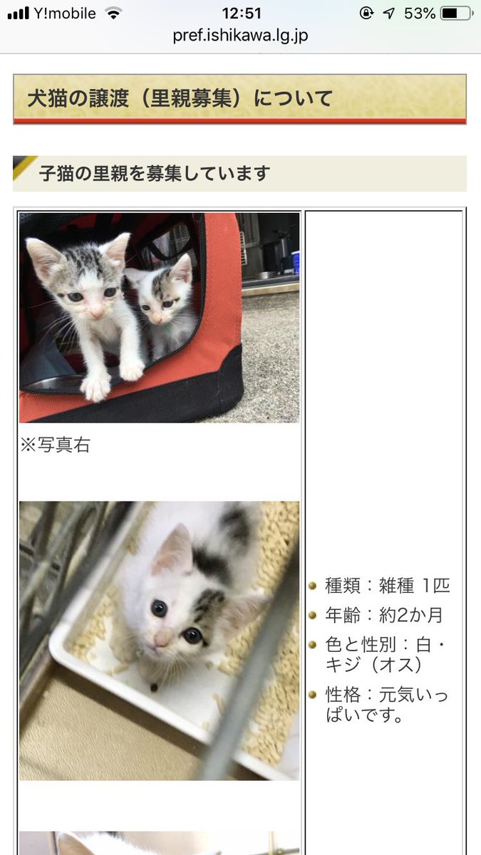 とりごえまり 石川県の里親募集 猫を迎えたいと思っている石川県在住の方 お金で買わず 里親を待っている子を迎えませんか 健康福祉部石川中央保健福祉センター T Co Skka1qb0fe ペットショップにいくまえに