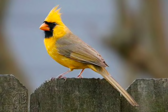 genejm29's tweet image. Totally off topic but I thanks to Maxine and Emerald, I've become a birder of sorts and this is a cool story: Via #ALdotcom - 'One in a million' yellow cardinal spotted in Alabama al.com/news/2018/02/o… (Image AL.dom via Jeremy Black)