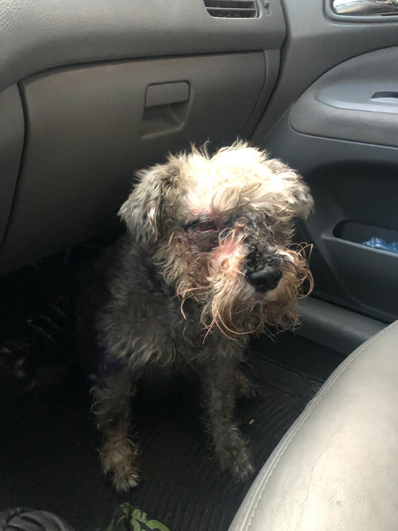 PerroUsuario's tweet photo. Reporta @baileymabc: DE WHATSAPP:
este bebe Schnauzer lo dejaron abandonado el Sta Monica, testigos vieron cuando una camioneta blanca lo bajo y se fue😥😥 favor comunicarse 04143138648,  https://t.co/84PIwZ0LZs