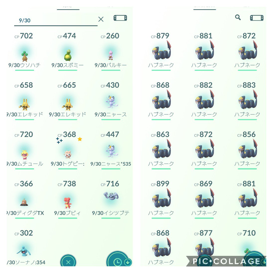 色違いハブネーク