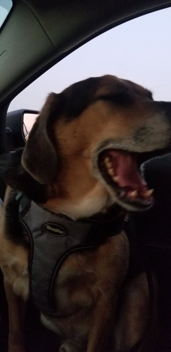 BuseytheDog's tweet photo. MOM TOOK ME FOR A RIDE!!! Then we had chicken nuggets. And I had a cheeseburger. Don't tell Dad. Now I naps. https://t.co/lxgyw47vQB