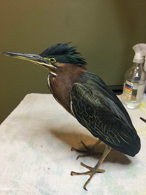 View image on Twitter