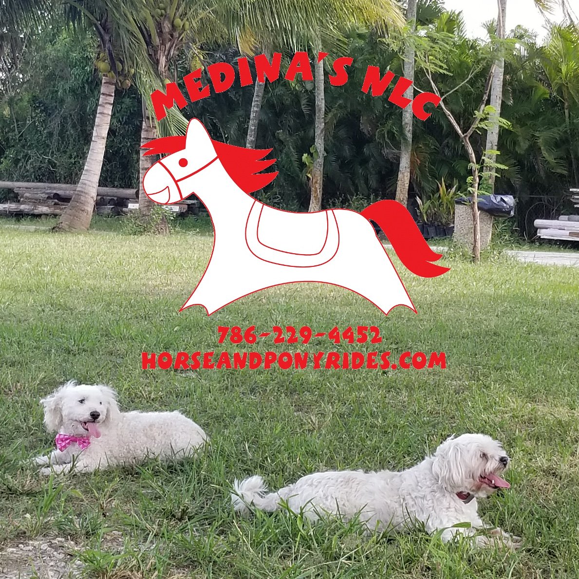 MedinasNLC's tweet photo. A day at the #farm
#poodle &amp; #maltese as happy as can be. ..
Everyone loves it @medinasnaturelovingcompany 

#farmlife #maltipoo
#happydog #dog #mansbestfriend https://t.co/bqGwkLkFHm
