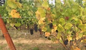 Winecast tweet media