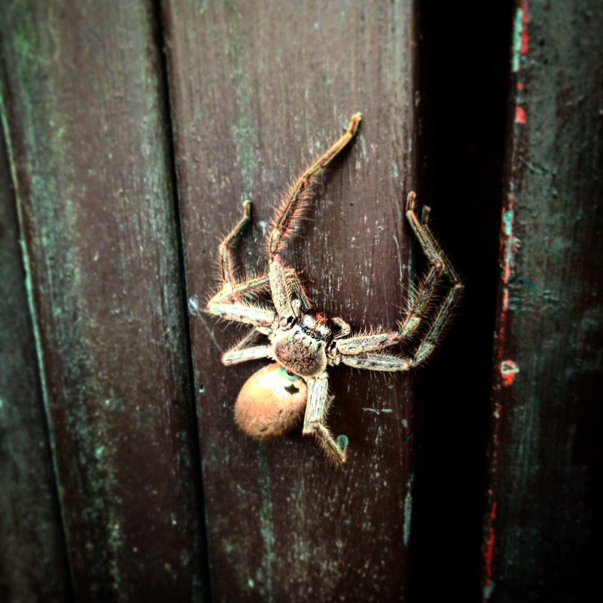 #spider season yey!
