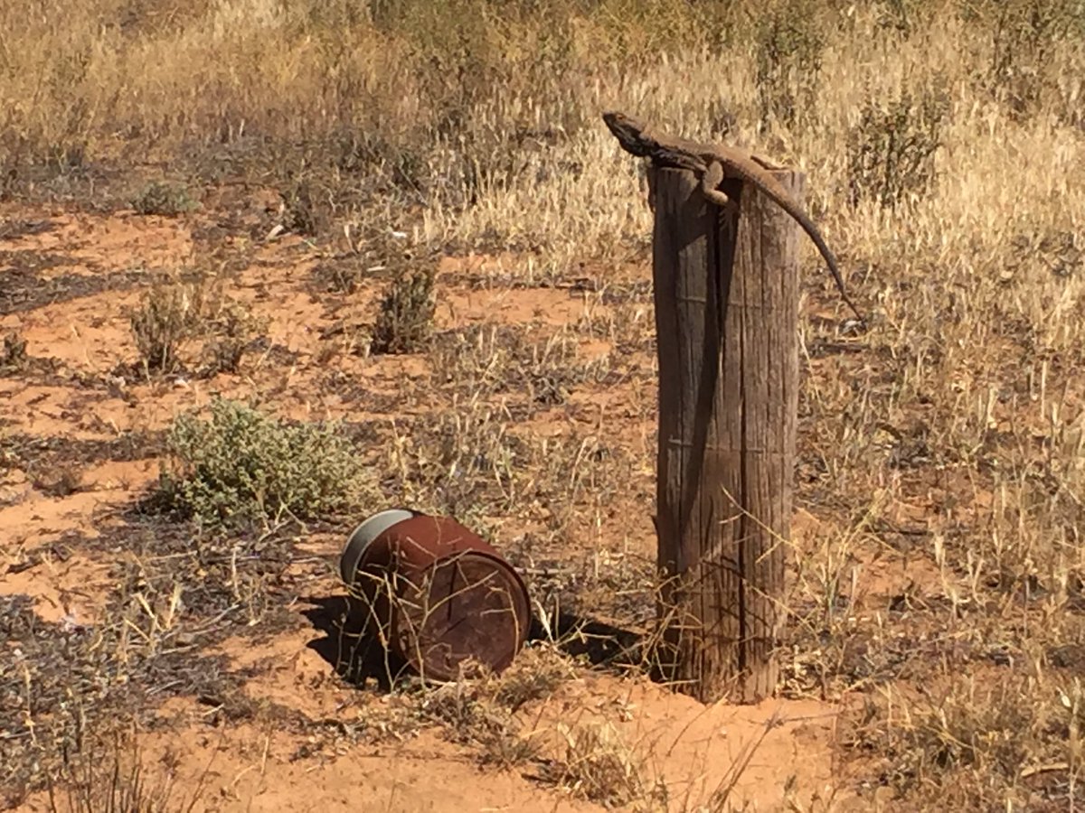What does it mean when frilled neck lizard knocks rain gauge off post to sun himself 🤷‍♂️