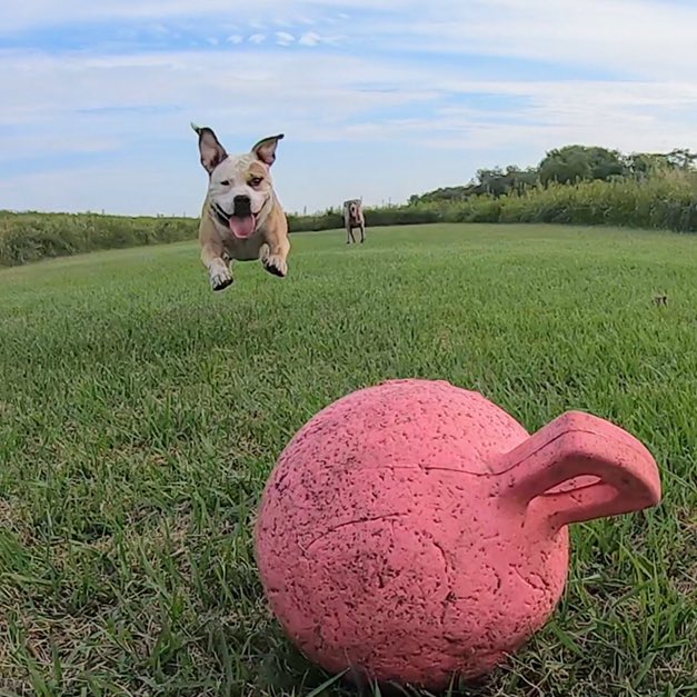 浮かれ野郎❗️
#dog #dogs #dogsoftwitter #americanpitbull #pitbull #飛行犬