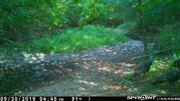 DaveBuckeye2973's tweet photo. Had some visitors at the waterhole today. Havenโt had turkeys on camera in some time. Looks like a few young birds in the flock #Spypoint #LinkMicro #Trailcam https://t.co/U3e77uC3ic