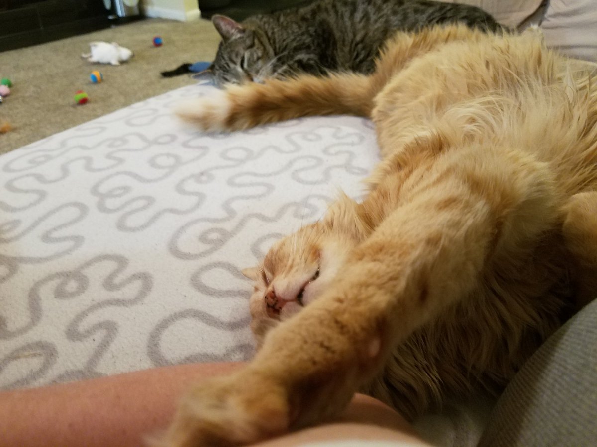 Kat_Eyz324's tweet photo. Simba is holding my arm and is stretched all the way out across the sofa upside down leaving me and Jimmy very little space. #FirstWorldCatProblems https://t.co/8Z38r1xiV9