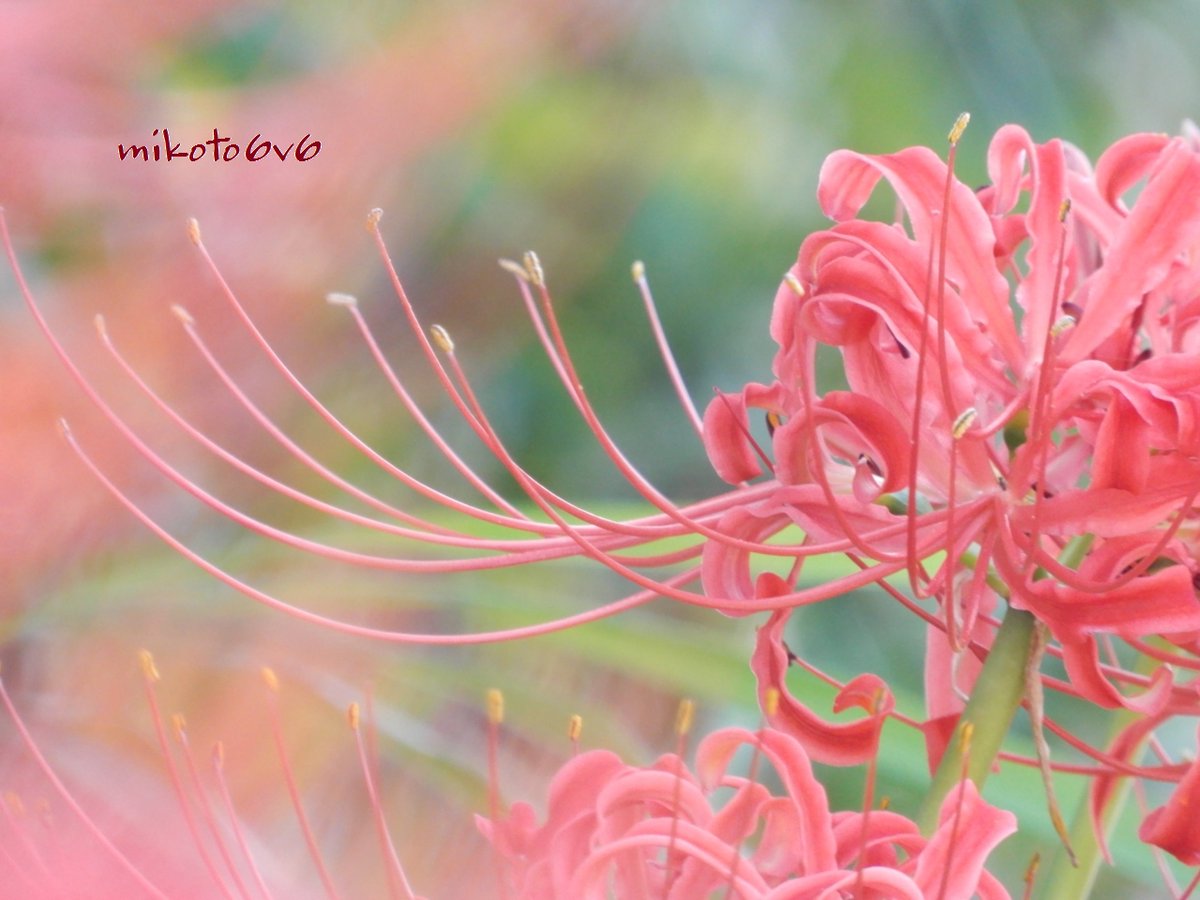 ট ইট র Mikoto 上へと伸びる雄しべと雌しべ 紅白で咲いてると嬉しい 花言葉 情熱 独立 再会 また会う日を楽しみに ヒガンバナ 彼岸花 マンジュシャゲ 曼珠沙華 リコリス 花 イマハナ 秋 Redspiderlily Spiderlily Flower Autumn Fall