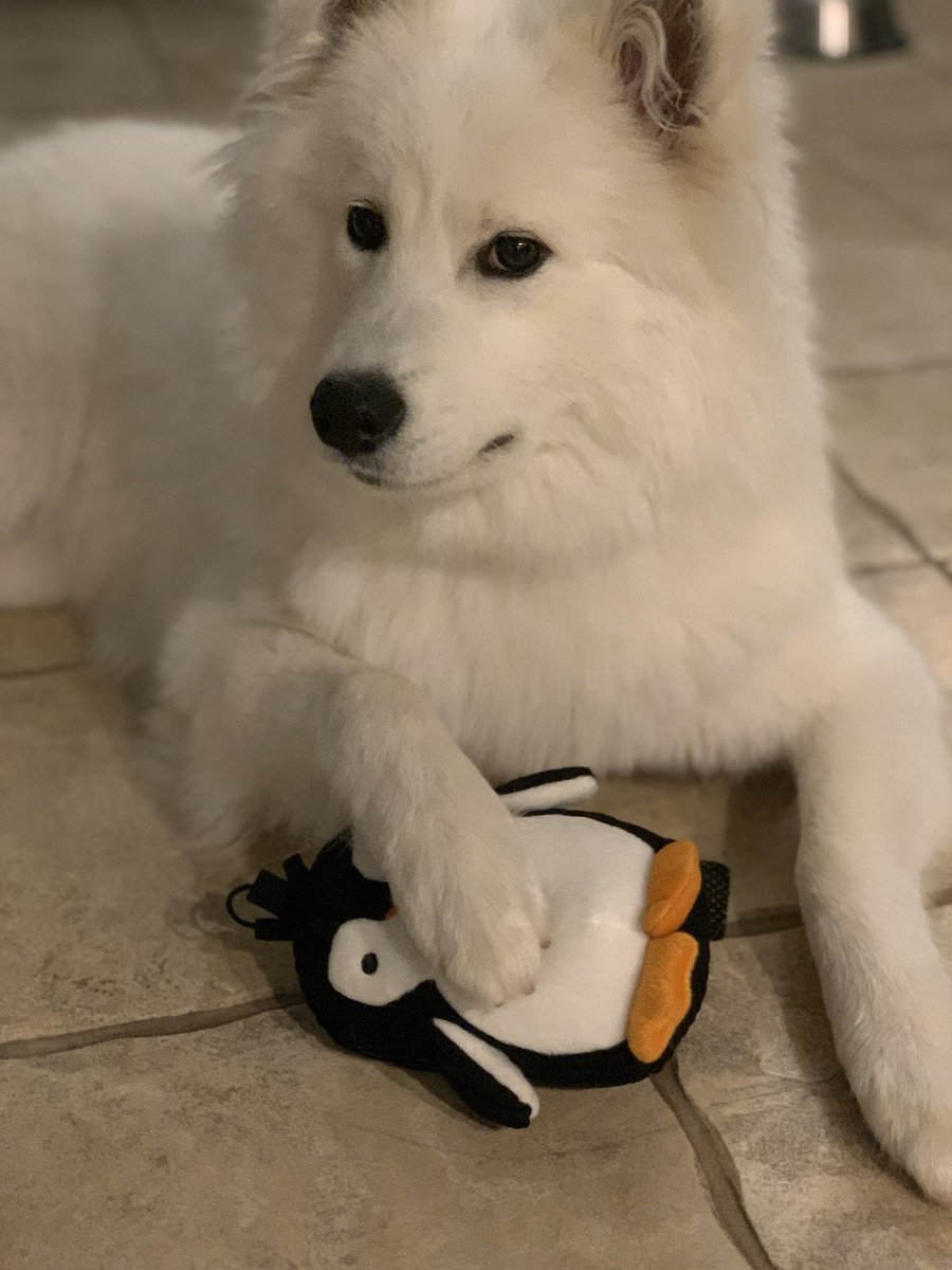 Yasha and Miko tweet media