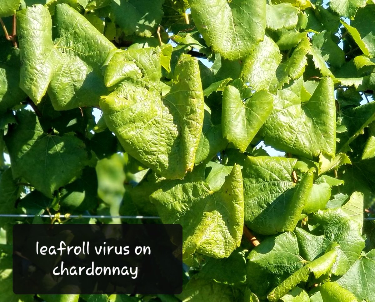 SudarsanPoojari's tweet photo. Rolling of leaf blades are common symptoms of leafroll virus on white #vinifera like in this pic.  #CCOVIBrockU #grapevines #leafrollvirus @CGCN_RCCV. We need clean vines. https://t.co/YKHa2JSuVt