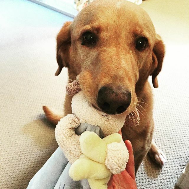 Apparently with all the new baby stuff in the house, Eastwood thinks he has a bunch of new stuffies! Maybe he will be friends with the baby as long as the baby shares his stuffies! #labsofinstagram #dogsofinstagram #twincitiesmom #prenatalcare #postpartu… ift.tt/2o52zXa