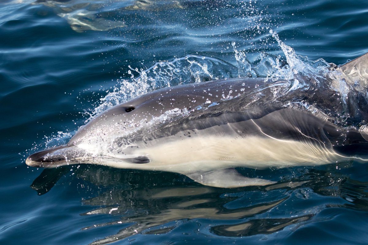 Common Dolphins Showed up! Blue Whales came back! Topped off with Risso's Dolphins, and Northern Right Whale Dolphins! discoverywhalewatch.com/september-30-c…