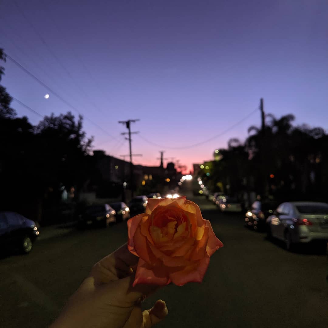 JenFiskum's tweet photo. This little flower was found orphaned on the road, separated from it's family tonight... 🌹
So we took it on a walk.
#orphanedflowers #rosefromthegrave #rose #walkabout #byanyothername #thepretty #adventureswithflowers #surprisehouseguest #sunset #hollywood #losangeles https://t.co/68PlNNSeUY