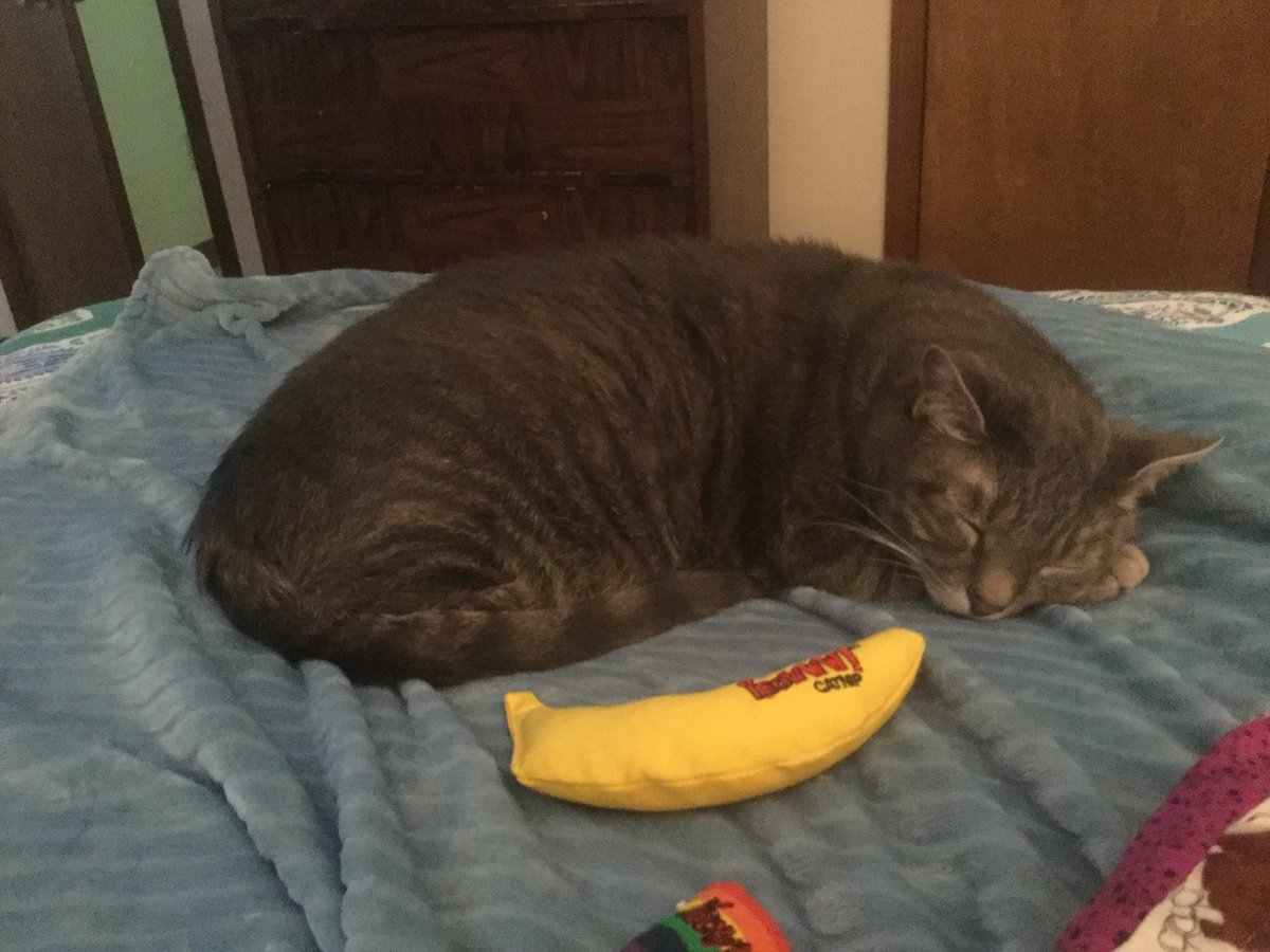 parham1961's tweet image. Goodnight and sweet dreams 💕💕❤️🤗
#AdoptDontShop #oneforallandallforone