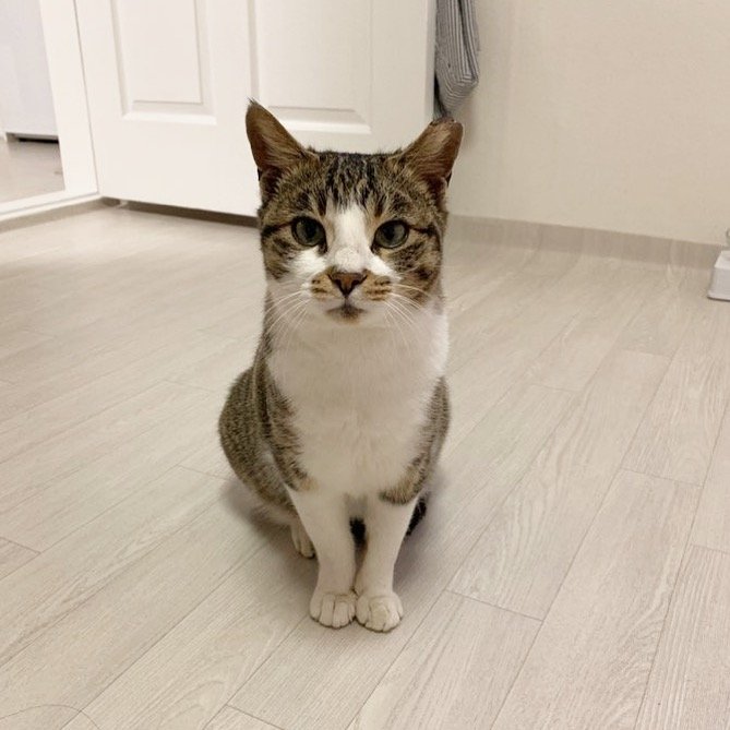 우리집 둘째 호떠기,,, 스트릿 생활 약 2년차에 우리집에 눌러앉으셧는데 우연히 구글 맵에서 발견쓰ㅋㅋㅋ 앜ㅋㅋ 너무 귀엽고 애잔하고 기특하고(?) 사랑스럽고,, 나한테 와줘서 곰마워 호떡아😇💕