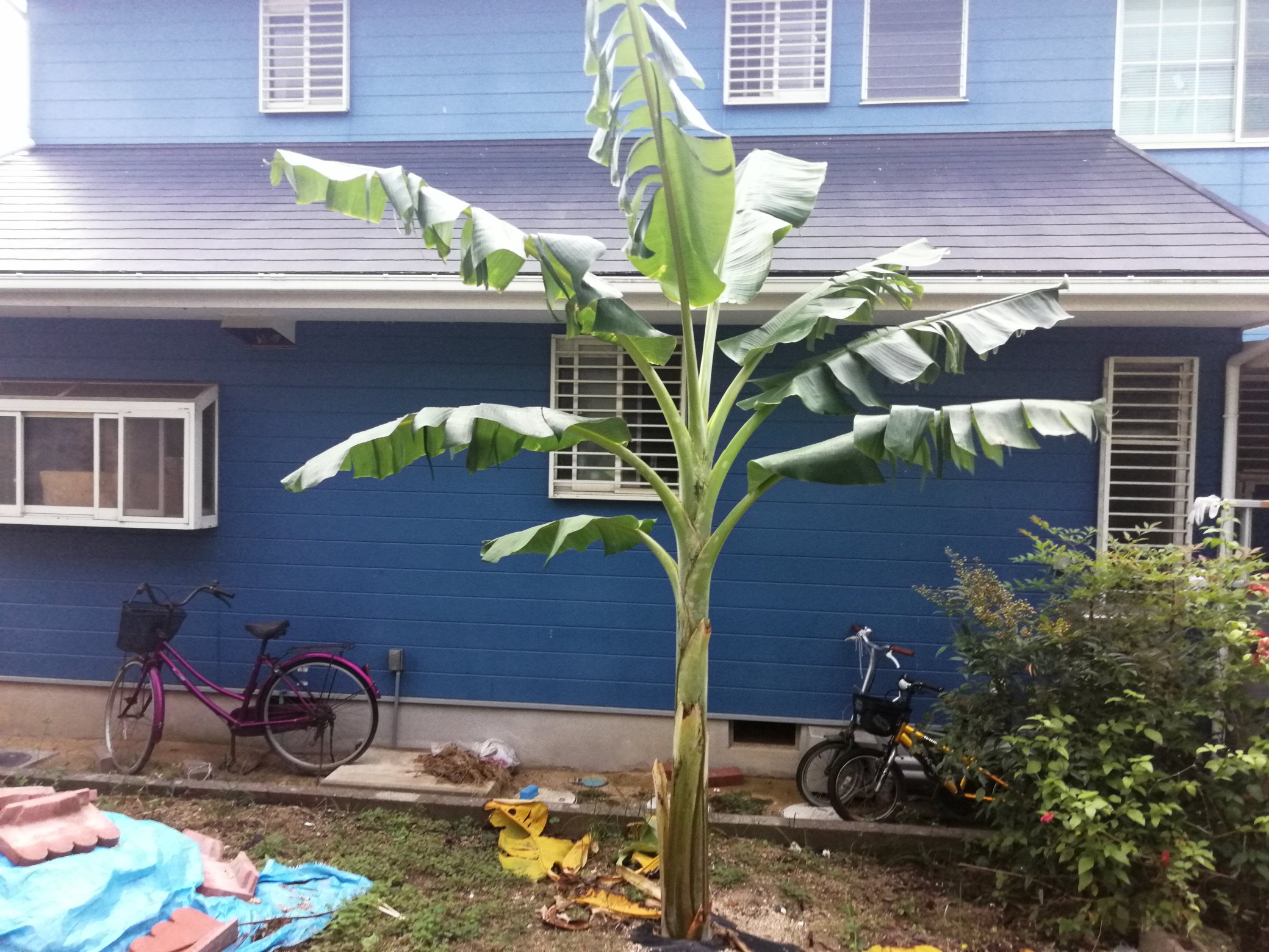 たあぼmtf 6月に植えたアイスクリームバナナ もう2メートルをこえて脇芽が2本出た 葉も22枚出て来年に収穫できるかも もうすぐ越冬の準備をしないとね アイスクリームバナナ T Co 4qjzib9wrb Twitter