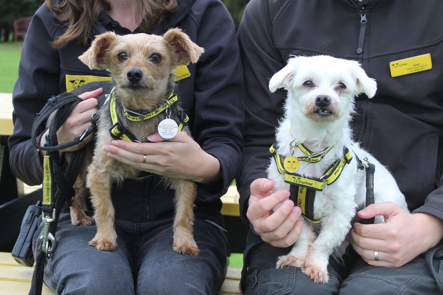 dogs trust york