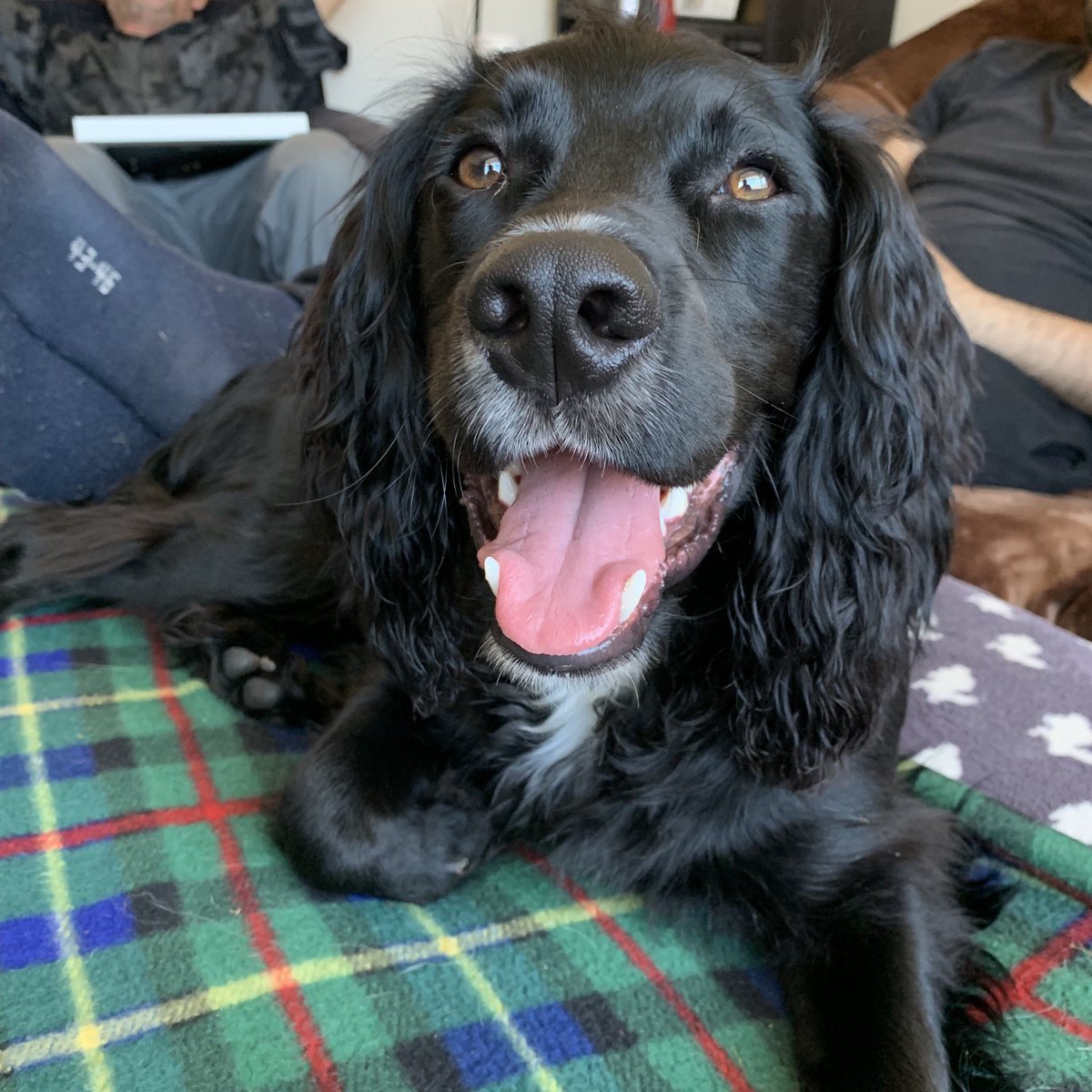 dogsofnotts's tweet photo. It’s #nationalblackdogday which means we’ll be celebrating this gorgeous boy! Digby is one of the most lovely dogs we’ve had stay with us 😊🐶 #doggydaycarenottingham #dogboardingnottingham #dogsofnotts https://t.co/vrrBxrIDxf