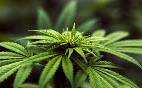 MGHFullSpectrum's tweet photo. We are driven to produce products that are therapeutic, safe and consistent .

#Medigrow #Lesotho #MG_Health #Medical #Cannabis https://t.co/NjRWyrJqww