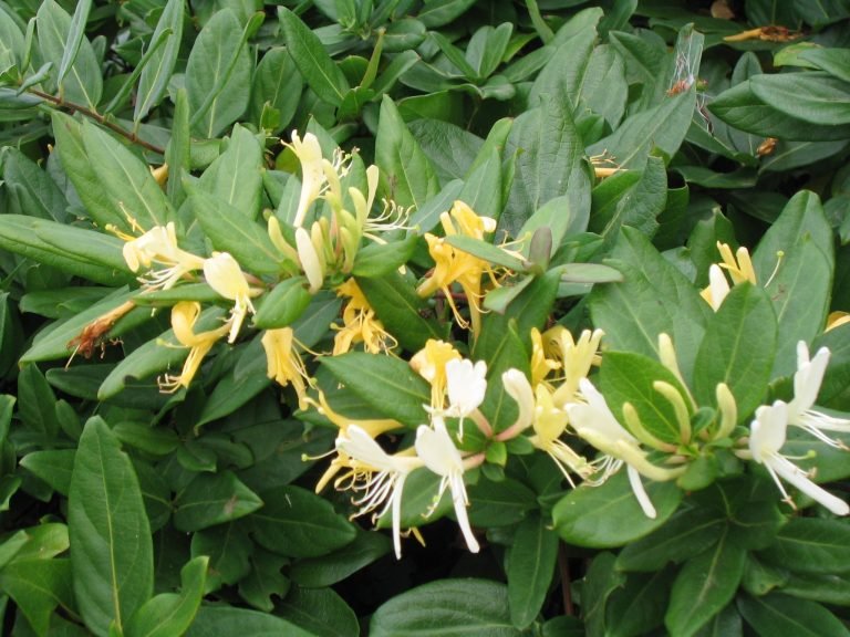 IWSLtd's tweet photo. Here is a colourful #Tuesdaychallenge for you this morning to brighten up your day! What is this non native invasive? #IWSL #invasivespecies https://t.co/cetbUpfDGs