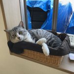 猫さんは常に世界一かわいいという話とうちの子の可愛い記録更新のろけ ...