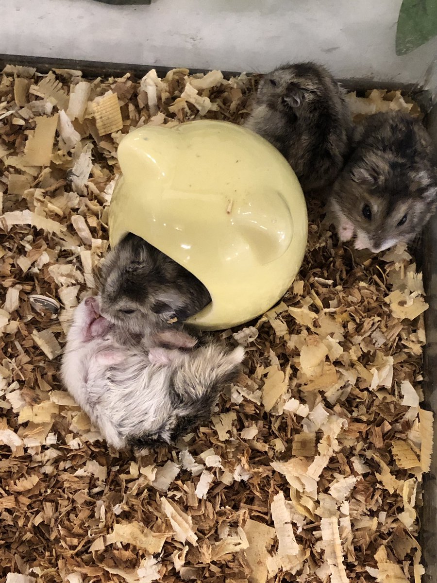 ひっくり返る Twitter Search