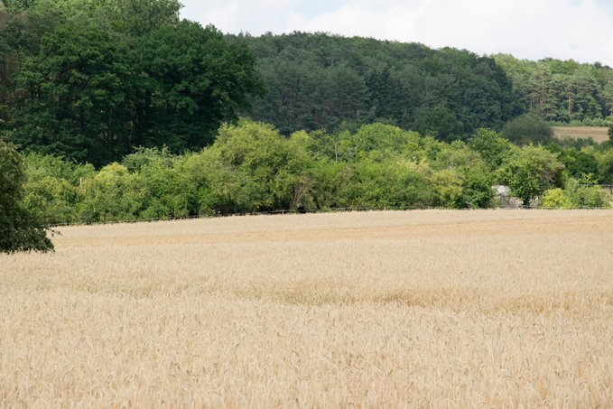 니그루니루 (@niguruniru) on Twitter photo 