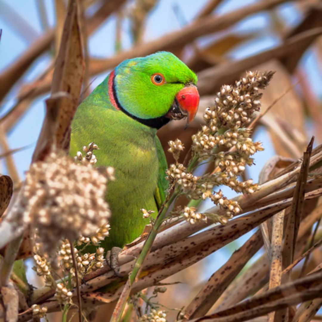 गुलाब-रिंगेड पैराकेट जिसे रिंग-नेक्ड पैराकेट के रूप में भी जाना जाता है, परिवार Psittacidae के जीनस Psittacula में एक मध्यम आकार का तोता है।
