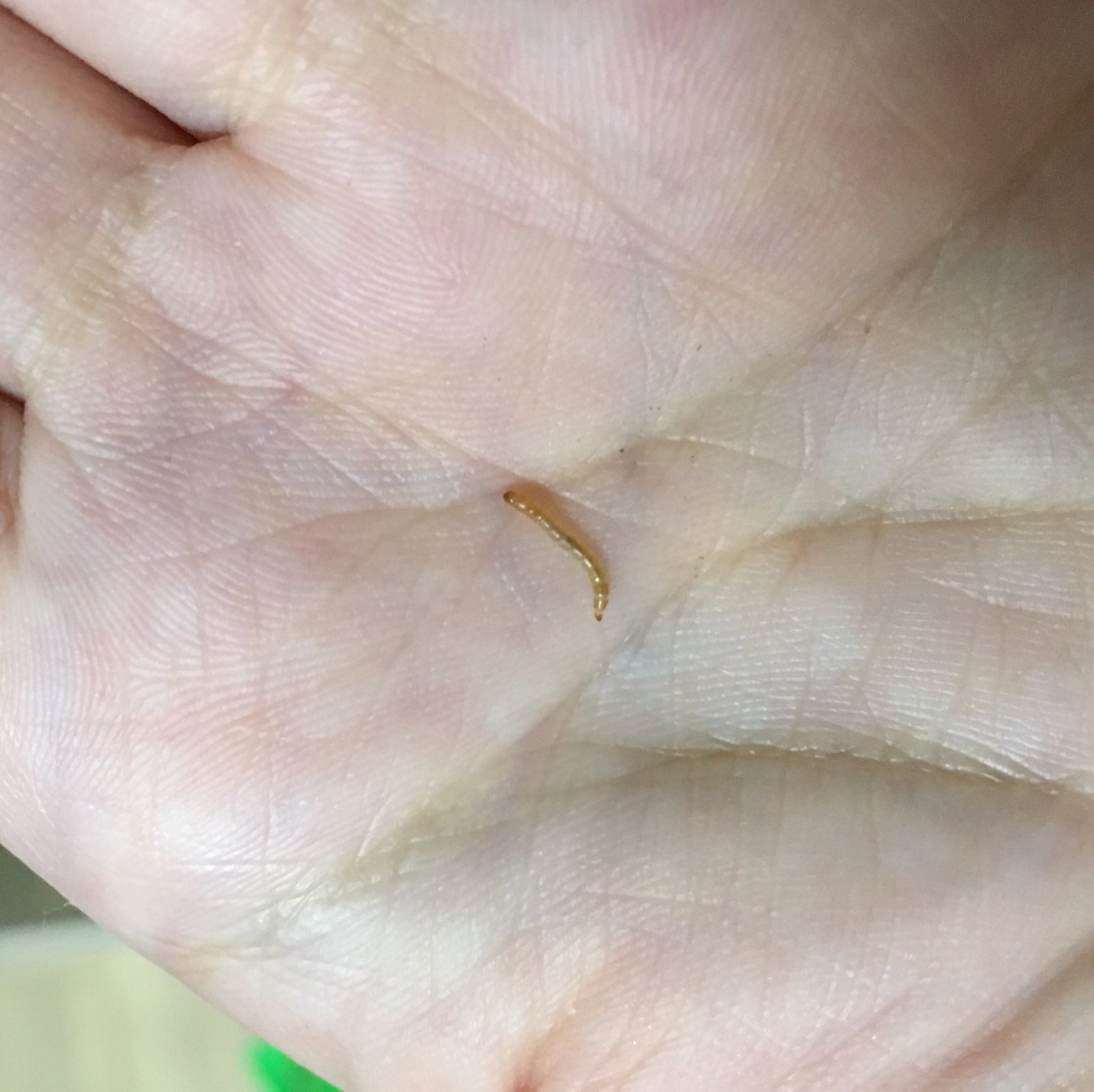 ネズ ミルワームベビーが ちらほら出てきた 卵から孵化したては 1mmぐらいしかないみたいで 観察しても見つからないや 親のゴミムシダマシは なんでも食べてくれるけど 何が1番好物なのか分からん ミルワーム ゴミムシダマシ T Co