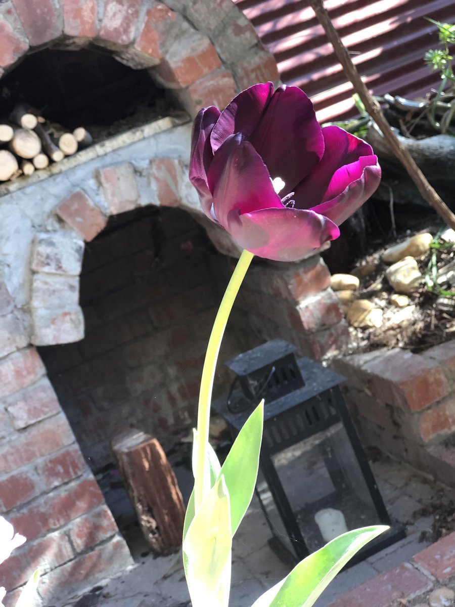 tarabateman21's tweet image. Gotta love spring time! 🌹🌷🌸🌺 #spring #australianspring