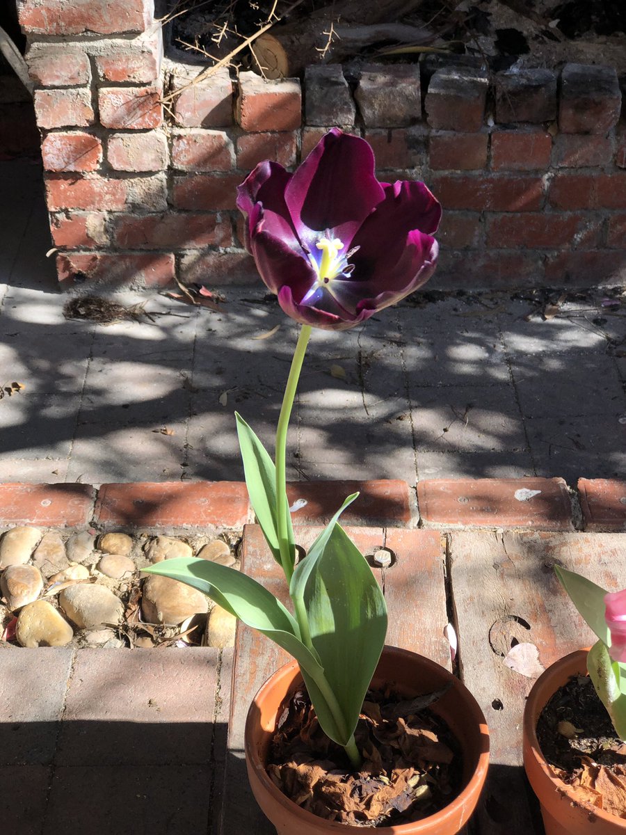 tarabateman21's tweet image. Gotta love spring time! 🌹🌷🌸🌺 #spring #australianspring