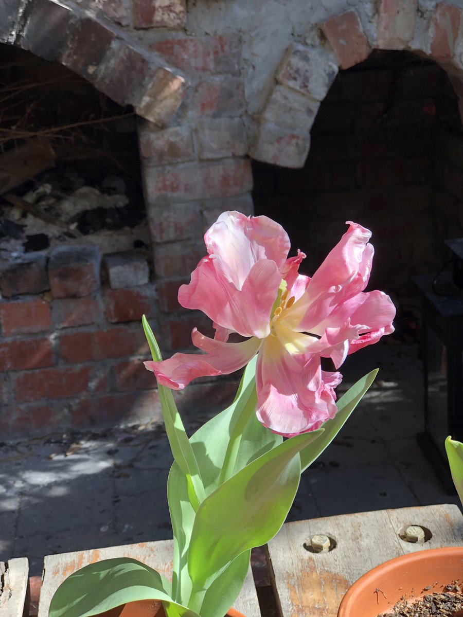 tarabateman21's tweet image. Gotta love spring time! 🌹🌷🌸🌺 #spring #australianspring