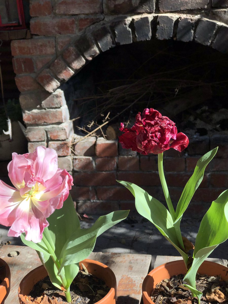 tarabateman21's tweet image. Gotta love spring time! 🌹🌷🌸🌺 #spring #australianspring