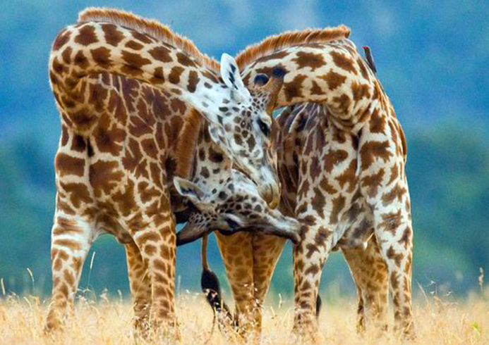 Enricossafaris's tweet photo. Do you think they are dancing?

No! The two males were fighting to show the strongest in the group. 

 #travel #vacation #puppylove #africa #pure #happiness #naturelover #cute #wildelife #safariwildlife #safaritours #africansafaritours #bestwildlifesafari #dancingmood https://t.co/BgmB9GPey1
