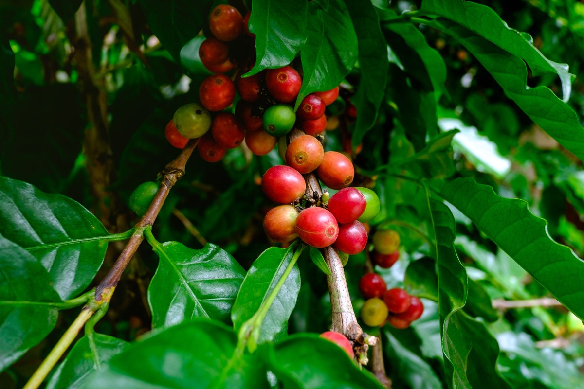 Vandaag is het #InternationaleKoffiedag.
Laten we stilstaan bij de koffieboeren die het erg zwaar hebben door lage prijzen en klimaatveranderingen. Wij kiezen alleen voor direct trade koffiebonen met een transparante opbouw van de hele keten en de prijs! Eerlijk is Heerlijk.