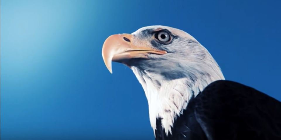 Algatech98's tweet photo. The eagle eye, the most advanced eye in the animal kingdom, was the inspiration behind our new natural #astaxanthin powder #AstaPure EyeQ. Learn more via @NutraEurope >>
#EyeHealth
https://t.co/4pFCqdmNDX https://t.co/rBJIwevXLk