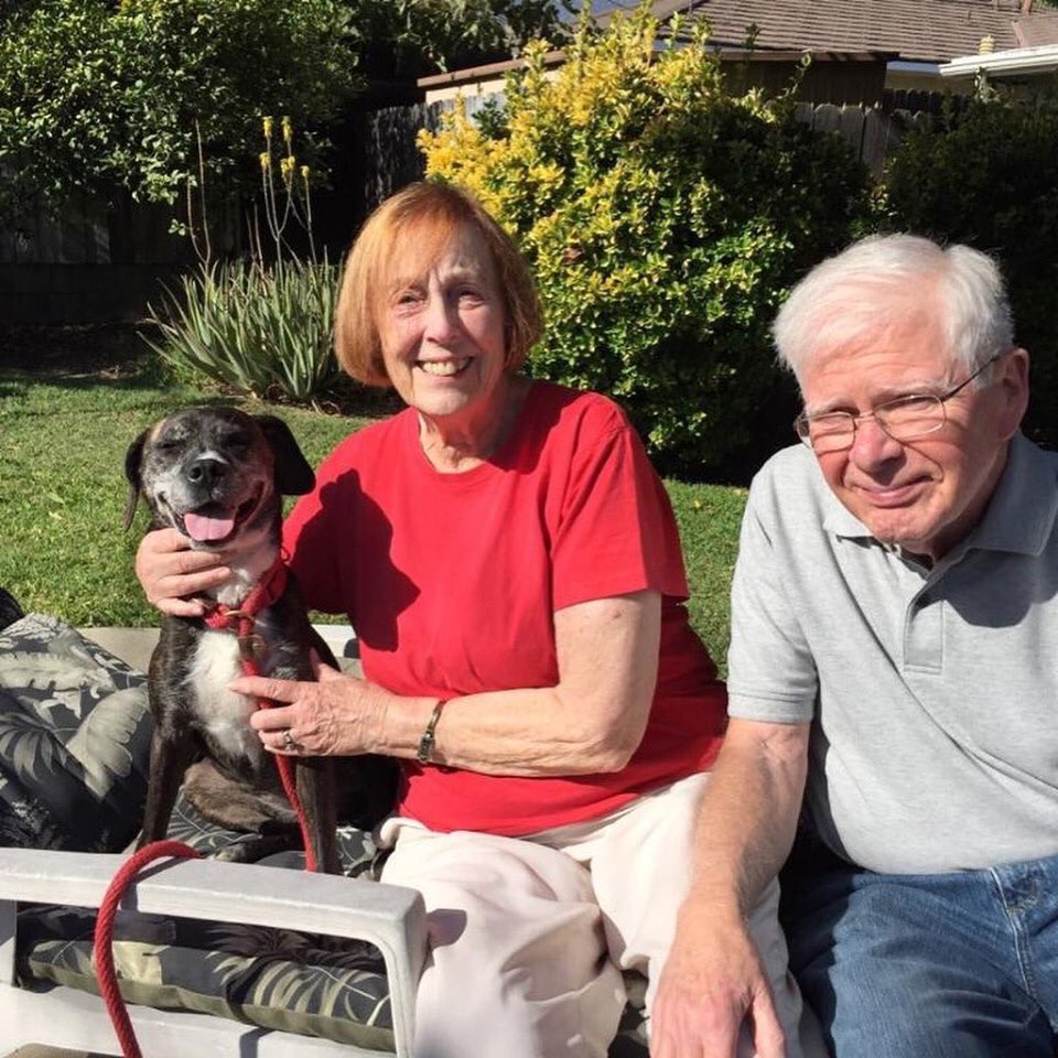 Happy news! Little Maize was delivered to her new home earlier today She already is settling in nicely  we will all miss the tiniest big dog at the #ddrkennel #happytails #foreverhome #adoptdontshop