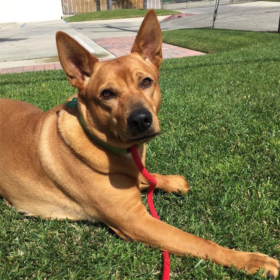 Beautiful Luna is looking for someone to adopt her. She is a little shy but very smart and affectionate. She likes to play! Come meet her at the #ddrkennel #luna #rescuedog #adoptdontshop #shepherd